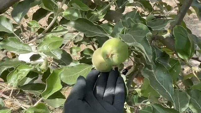 Чтобы хорошо неслись куры и цыплята росли хорошо смотреть онлайн