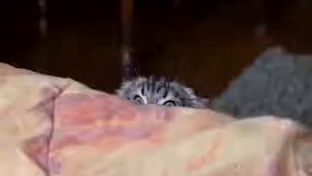 ЗАБАВНЫЕ.КАК ВЫПРЫГНУ,КАК ВЫСКОЧУ И ПОЙДУТ КЛОЧКИ ПО ЗАКОУЛОЧКАМ смотреть онлайн