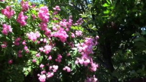 Преимущества и недостатки розы Ватбург.