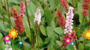 Персикария/горец родственный Darjeeling Red. Краткий обзор persicaria amplexicaulis Darjeeling Red