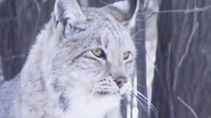 25 СУМАСШЕДШИХ БИТВ ЖИВОТНЫХ В ДИКОЙ ПРИРОДЕ