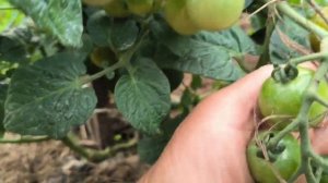 Томат низкорослый  черри Каменный цветок круглый год