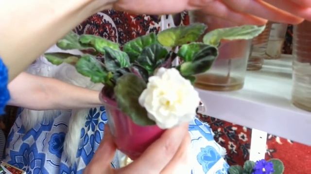 ОБЗОР:ФИАЛКИ Людмилы Ермолаевой (СЕНПОЛИИ). смотреть онлайн