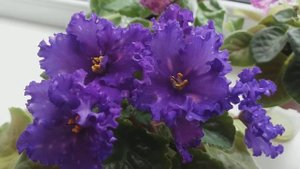 Фиалки Морозная вишня, НК - Вакула