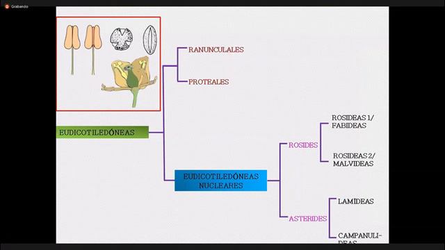 Teoría Clase 9 Botánica Sistemática y Fitopatología 19-10-2021