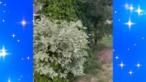 Яна Рудковская провела экскурсию по роскошному приусадебному участку