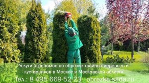 Обрезка и формирование хвойных деревьев и кустов на даче. Заказать услуги Агрономов по т.84956695223