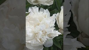 пион Эльза Саас