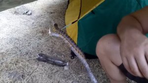 Крымская сколопендра