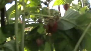 Малина Нижегородец