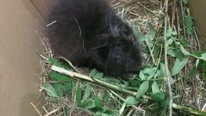 Бобрёнок с бобромамой
