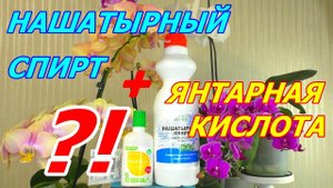 Янтарная кислота и Нашатырный спирт для Орхидеи Почему НЕ применяю, и НЕ Использую НИКОГДА ?!!