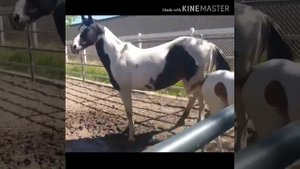 Смешное видео про лошидей🐴🐎