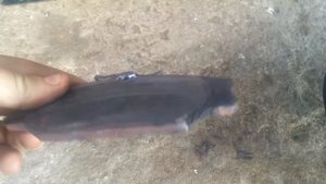 Renault Laguna 1 - 1995 г. Снятие переднего тормозного диска на рено лагуна1, проточка