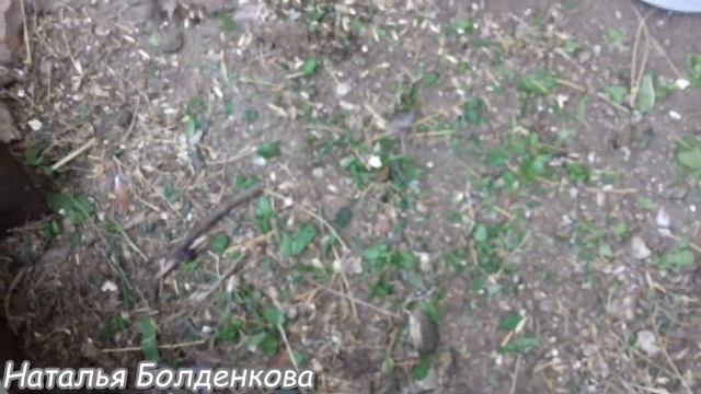 Голубиная история. смотреть онлайн