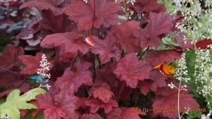 Гейхера гибридная Отэм Ливс (autumn leaves) ? обзор: как сажать, саженцы гейхеры Отэм Ливс