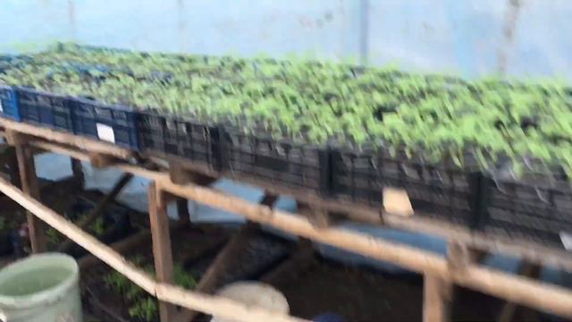 Не большой обзорчик Отопления в теплице смотреть онлайн