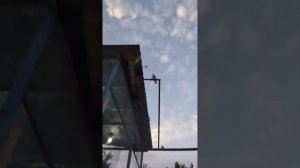 Голуби Тасманы,идеальные Голуби Ташкента,Tasmanian Pigeons, ideal Pigeons of Tashkent!!!