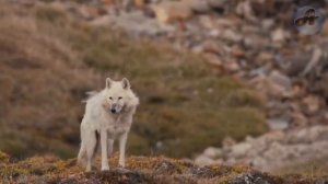 ?Стая волков гонится за нереально быстрым зайцем. Невероятная охота!