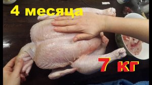 Бройлер гигант кобб - 500. Вес 6.9 кг за 120 дней.