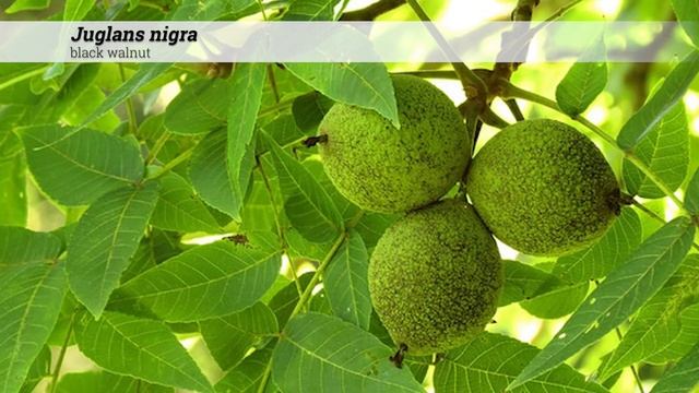 black walnut (Juglans nigra) смотреть онлайн
