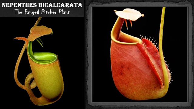 30 Stunning Varieties of Carnivorous plants | Beautiful plants that Trap and Kill смотреть онлайн