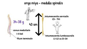 Orqa miya | Medulla spinalis | Anatomiya | Fiziologiya