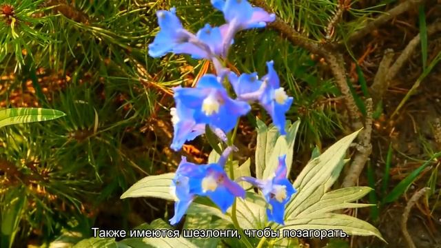 О Хаски парке в Красной поляне: официальный сайт, как добраться, цены на билеты смотреть онлайн