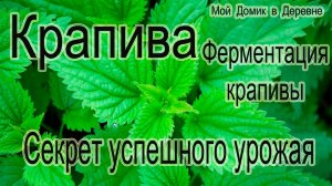Ферментация крапивы / ЛУЧШЕЕ ЗЕЛЁНОЕ УДОБРЕНИЕ