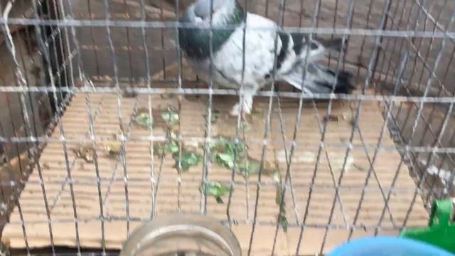 Сальмонеллез голубейтестируем трифлон.