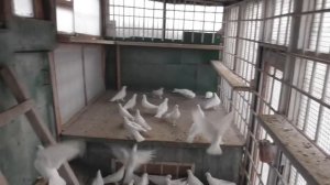 В гостях у Алексея Баукова бакинские голуби (часть 2) селекция , ведение линии голубей.