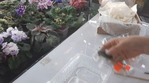 Входящая обработка для фиалок вновь прибывшим в мою коллекцию