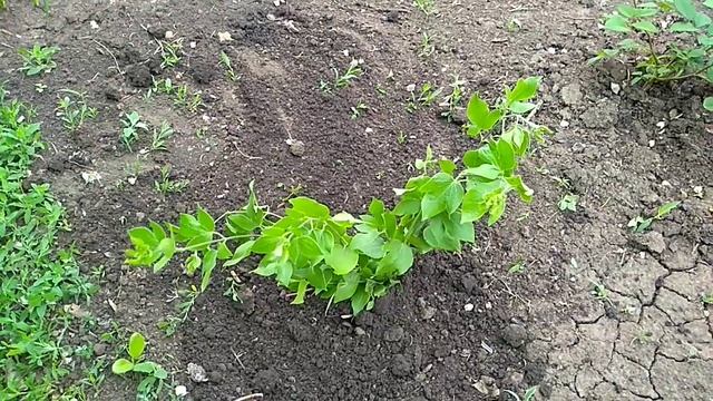 Важные ПОДКОРМКИ Клематиса. смотреть онлайн