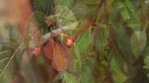 Ахименес - комнатный и садовый цветок