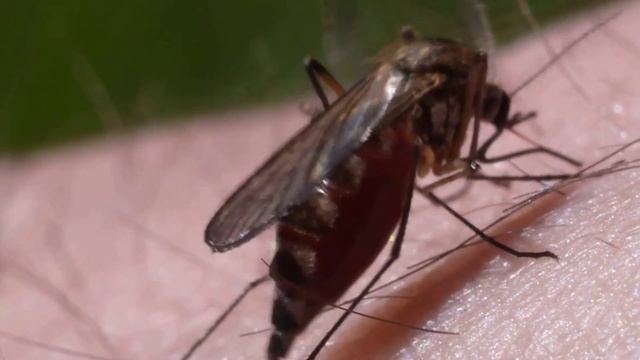 Факты о комарах. Комары полезны? смотреть онлайн