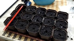 Как вырастить финиковую пальму из косточки (часть-1)