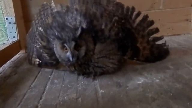 Декоративная сова живая купить в Москве, 8(916)702-11-08 смотреть онлайн