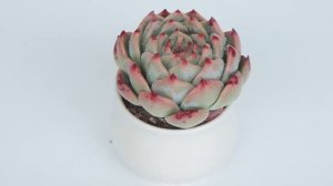 Dudu EC107 Colourful Rare Floweing Wholesale Aeonium Echeveria Natural Live Succulent