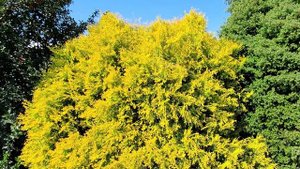 Thuja Fire Chief™(Globe Arborvitae) /Easy?to Grow, Compact Native Evergreen, Changing Foliage Color