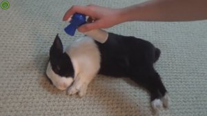 Разбудили кролика гудком