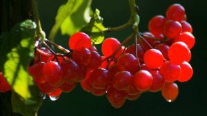 Зимняя  калина