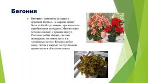 Комнатные растения природоведение 6 кл.mp4