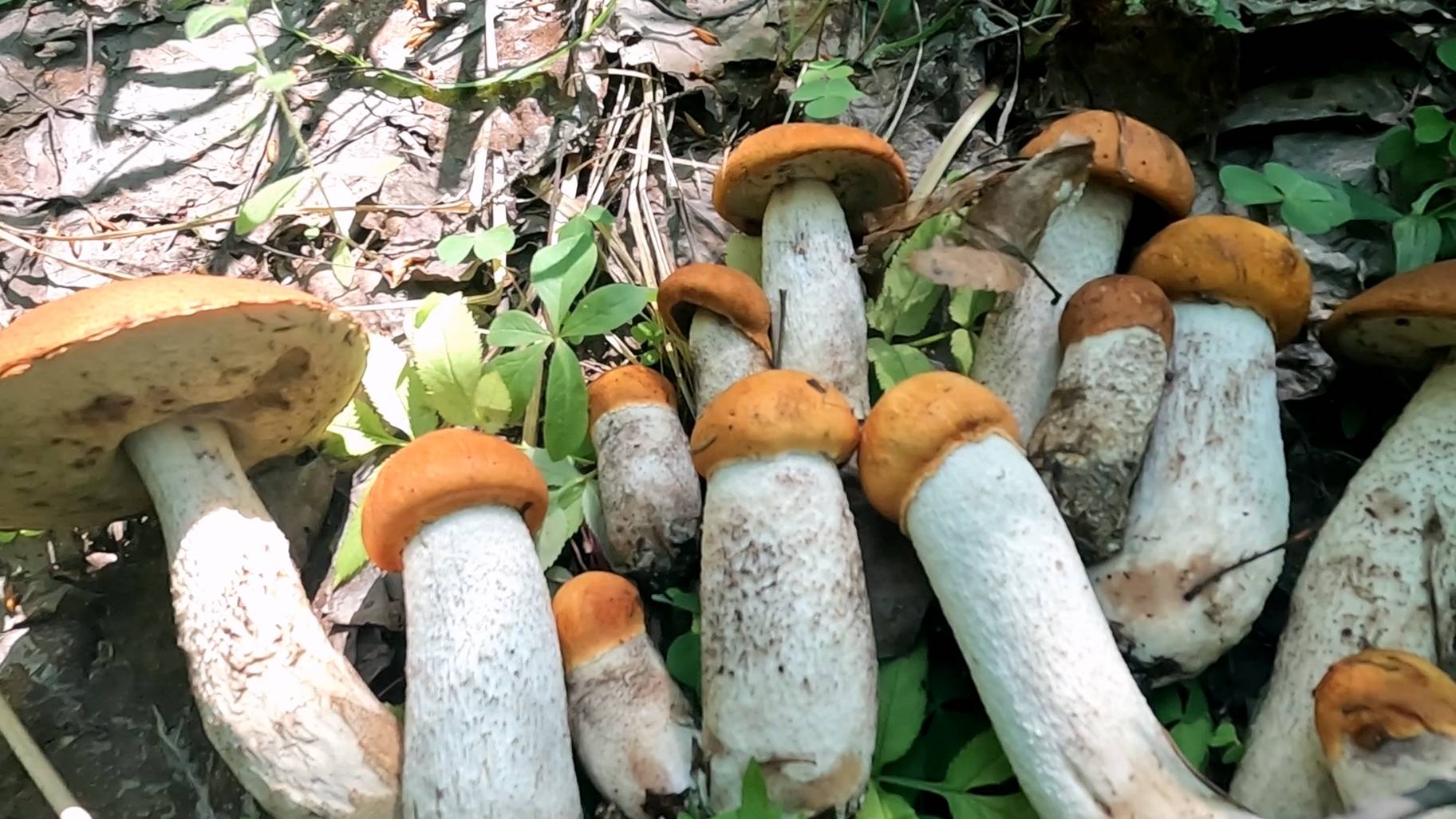 Тихая охота 2024 года. смотреть онлайн