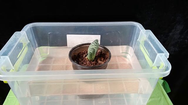 Правильный полив комнатных растений