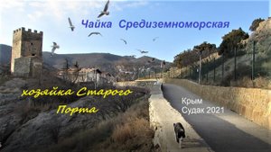 Крым, Судак, Уютное 15 марта 2021. В Старом Порту хозяйничают чайки Larus michahellis