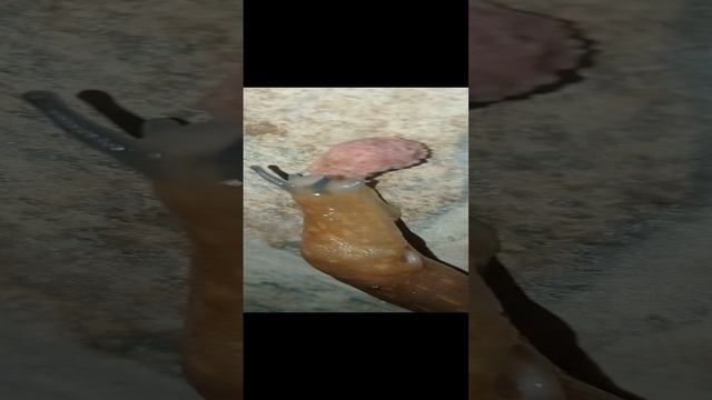 Слизень ворует кошачий корм.mp4