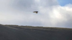 Канюки в Действии