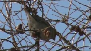 Птица щур  Bird Shchur