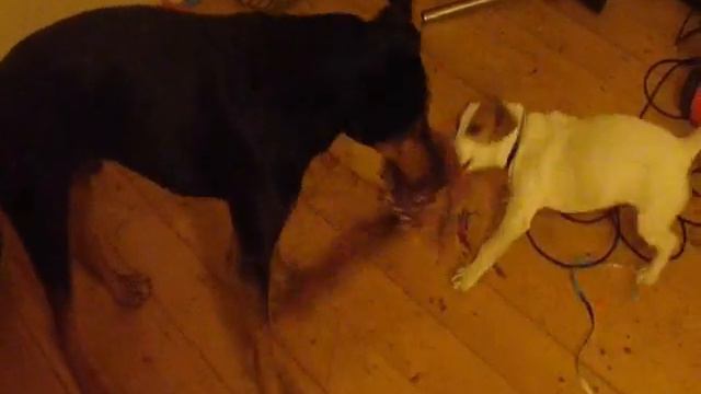 doberman vs miniature jack russel смотреть онлайн