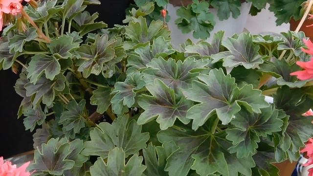 Beautiful stellar pelargonium 'Bronze Butterfly'. смотреть онлайн